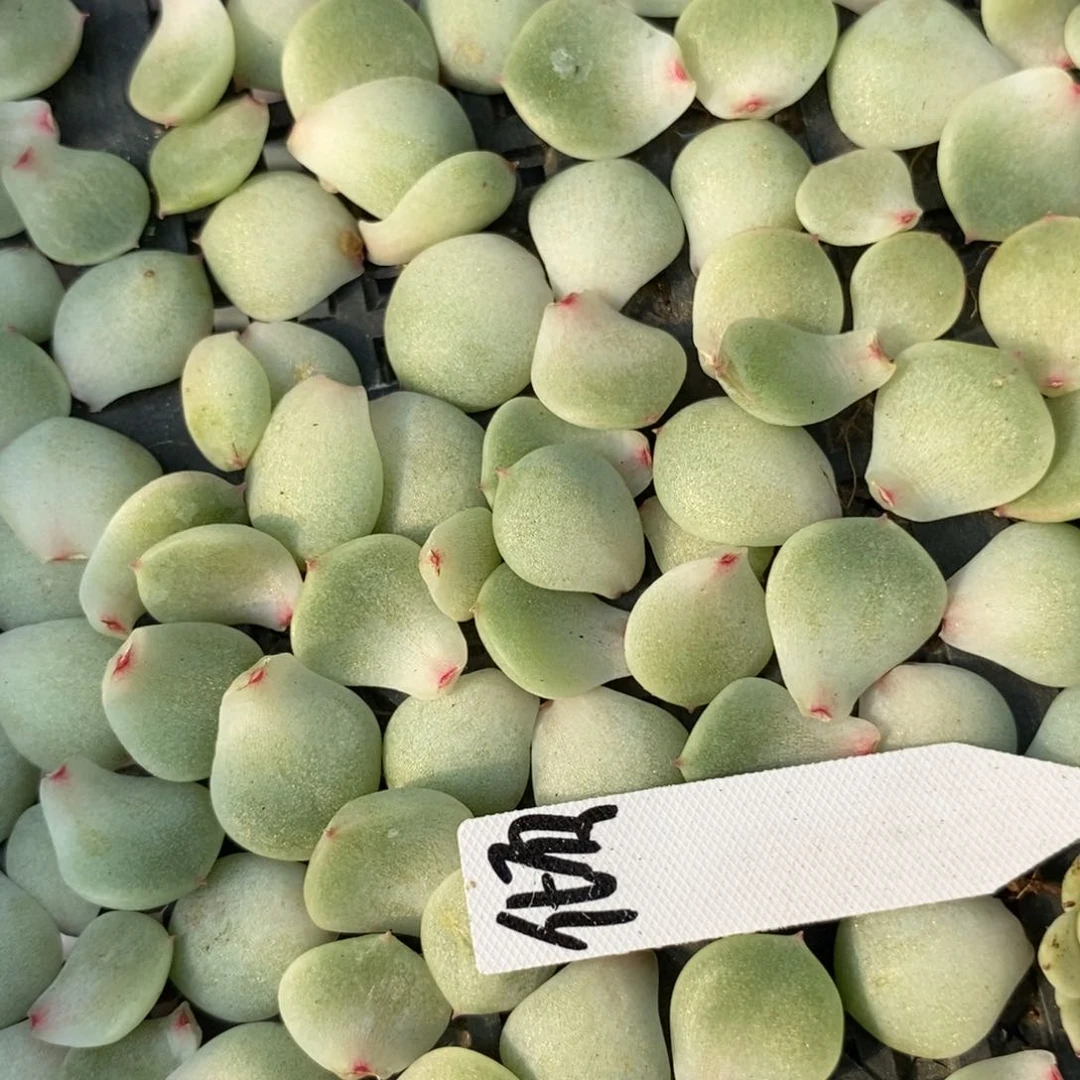 纯叶片倾城珍妮一片多肉叶子