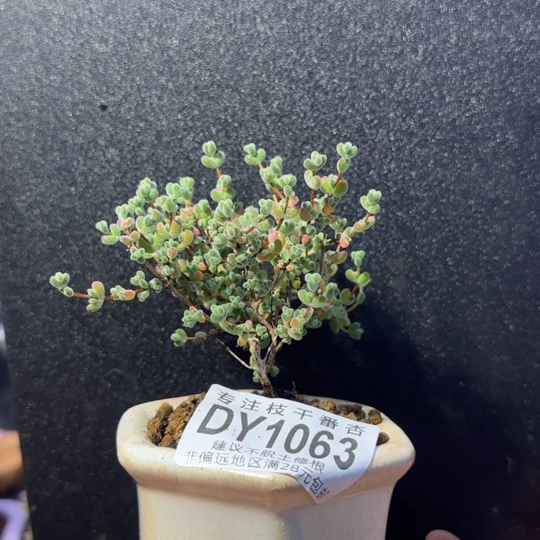 dy1063飘桩莱斯带乌卅盆