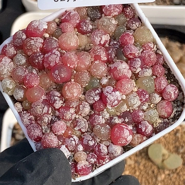 桃喜花园0205-5灯泡切糕