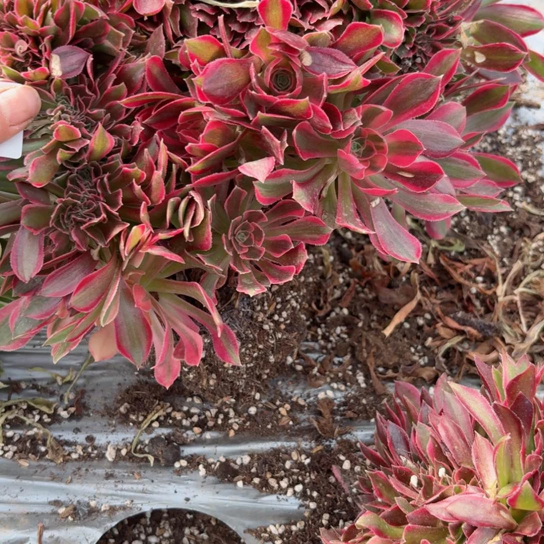 8409 号多肉法师新年特价妖月