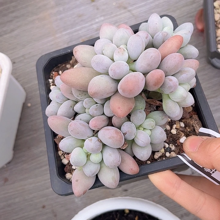 汤圆26116多肉植物