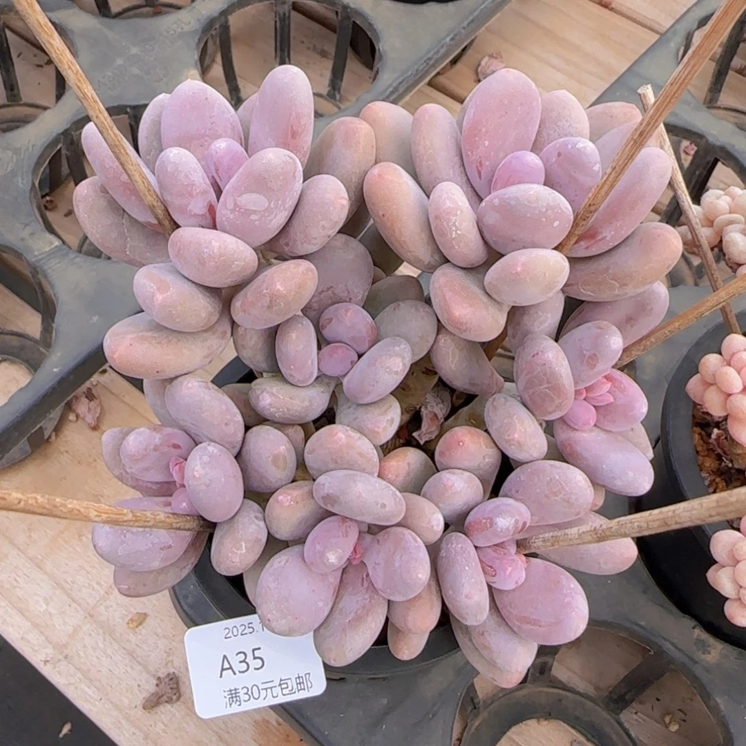 美人杂群一颗脱土发货