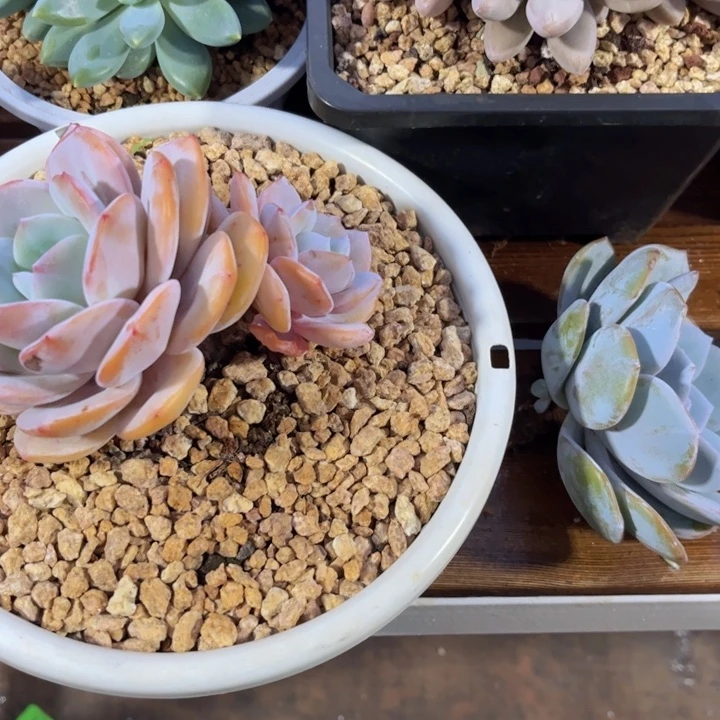 一物一拍，奶茶大年份。