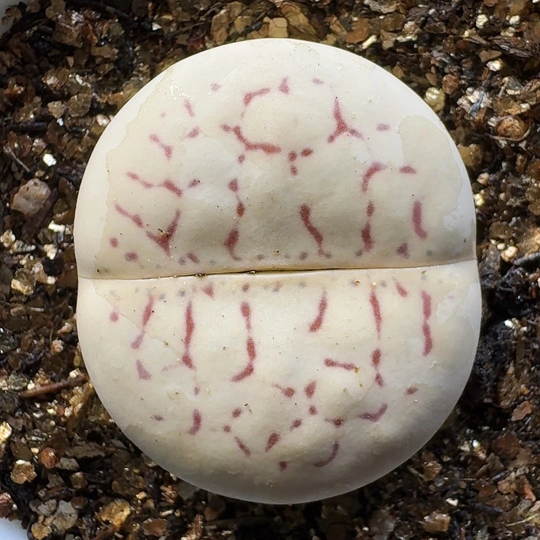 生石花11111。   158