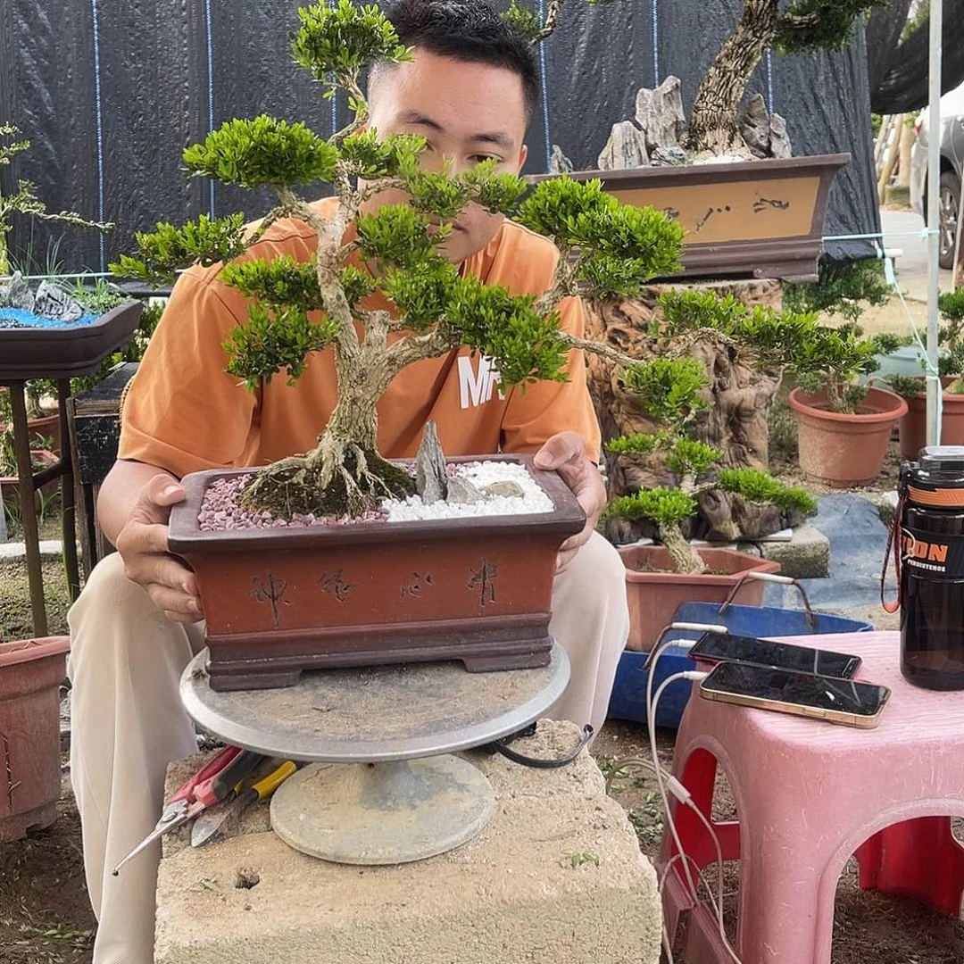当前无花栽培后可以开花