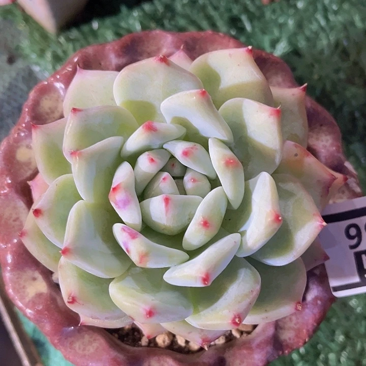 白拉糖2456多肉植物