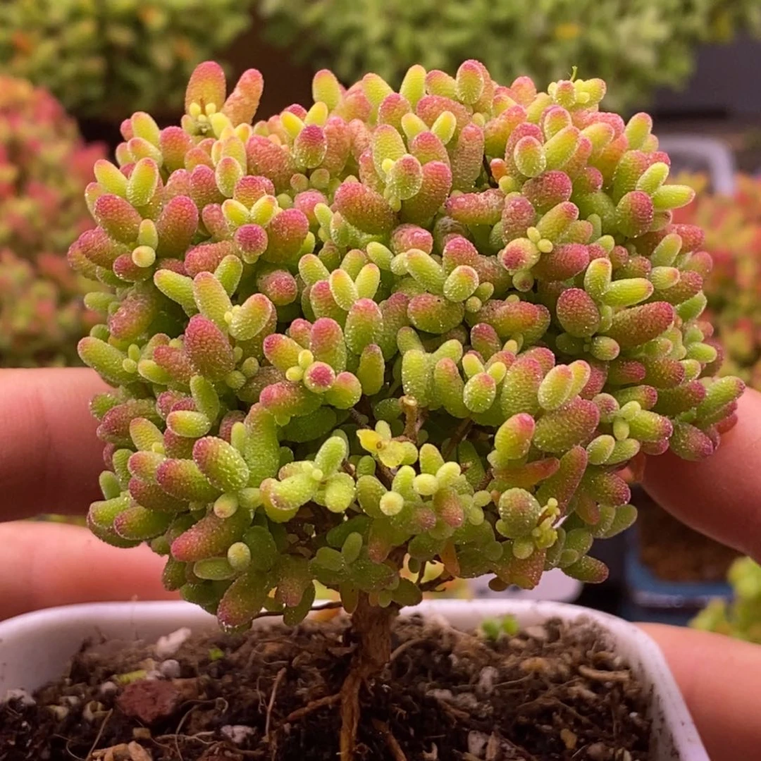 169蜜橘糖球。