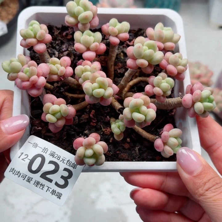 鱼子酱无盆土发货无盆