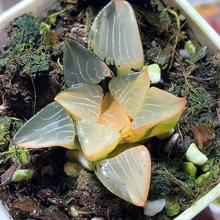 501花影锦特选福利