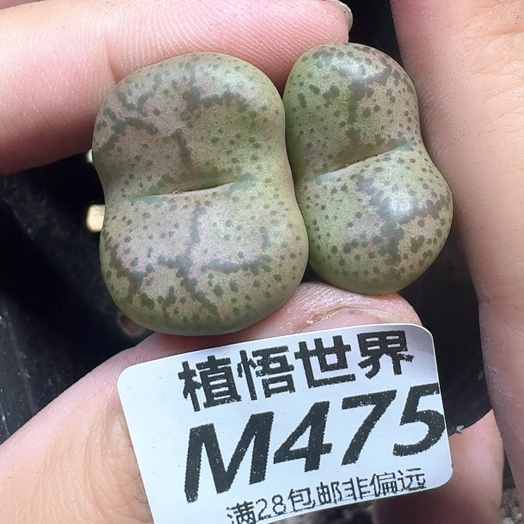多肉植物的润泽发