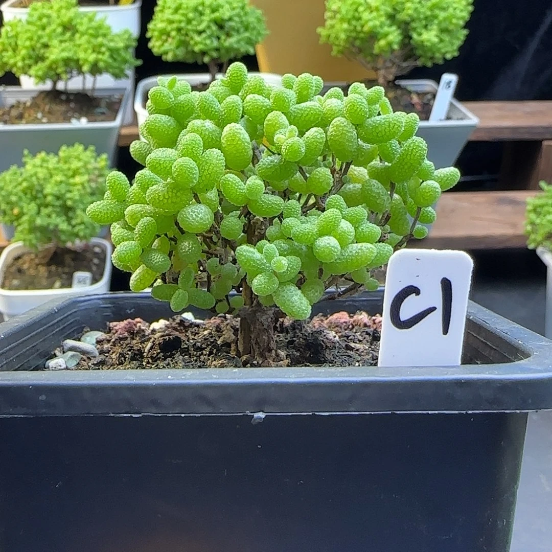 筱***金桔糖球一物一拍