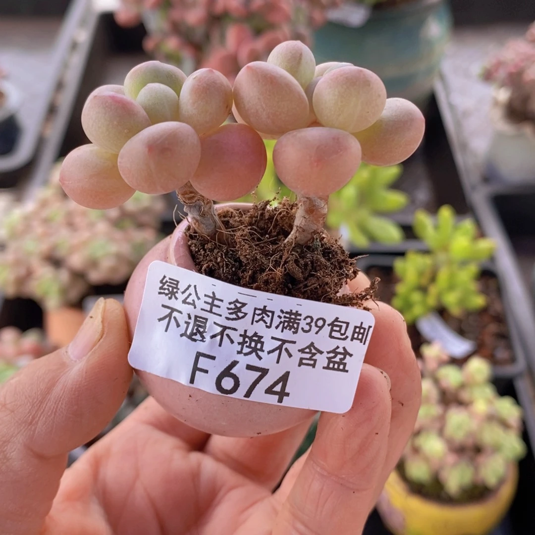 萤火虫4cm674多肉带盆