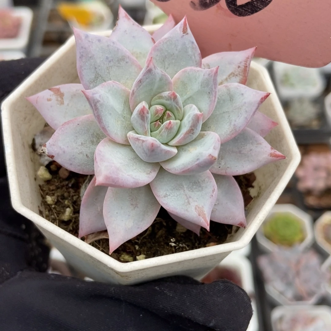 630粉蓝鸟多肉植物