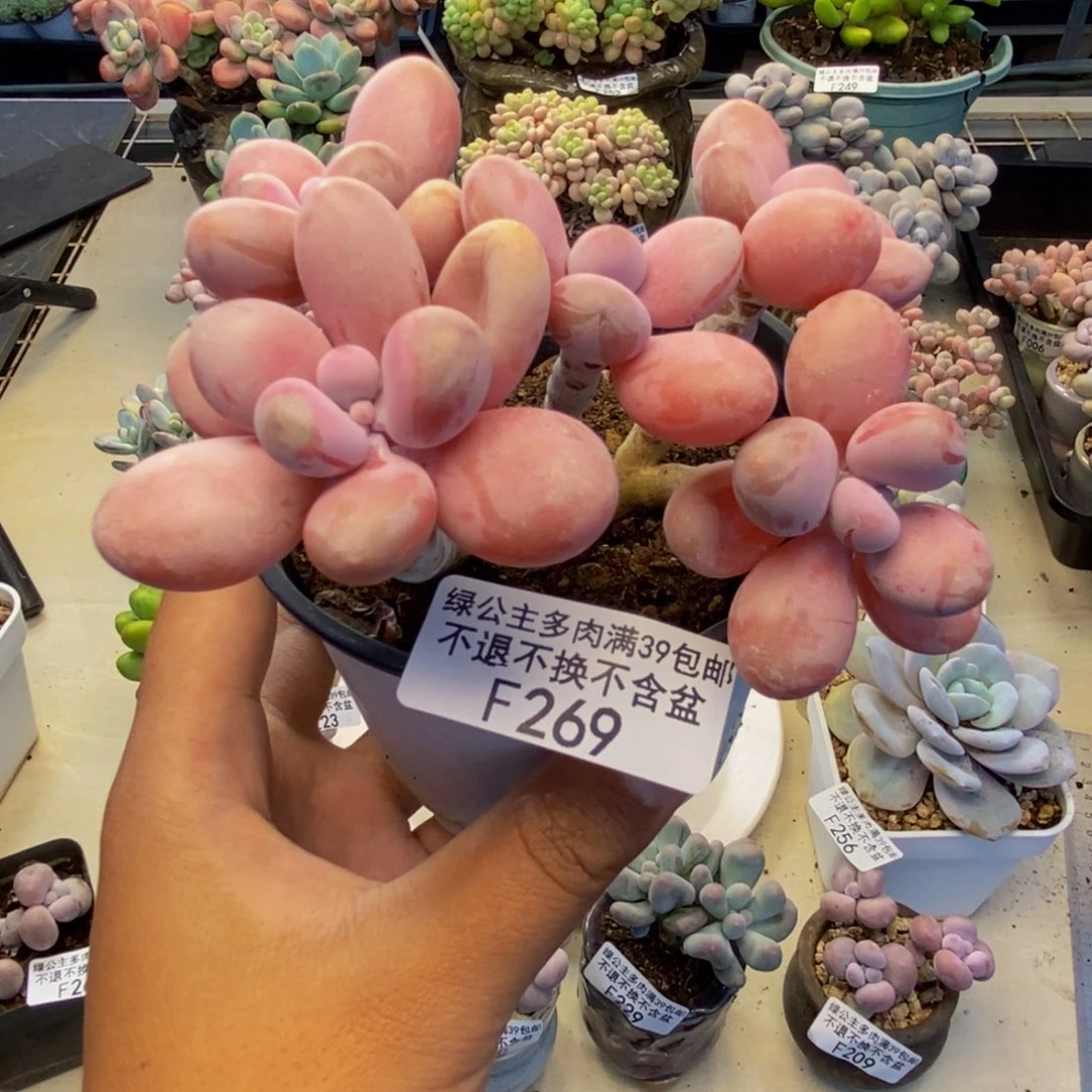 269糖果桃蛋多肉9cm