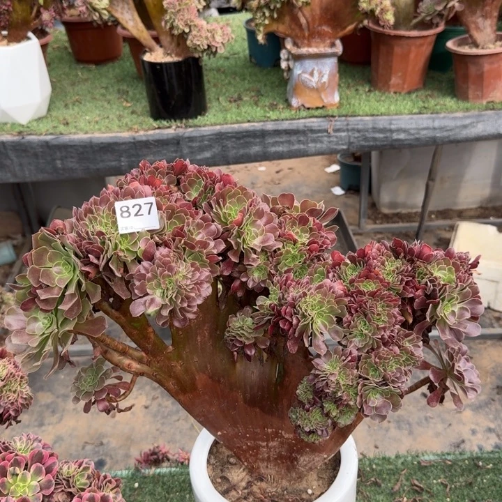 欧紫打起兴趣来827