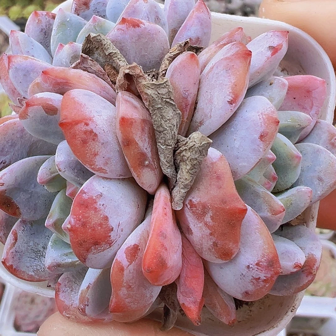 樱花橙群19包邮多肉