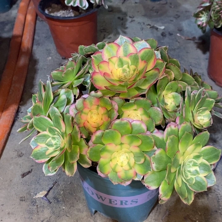 海王多肉植物29。