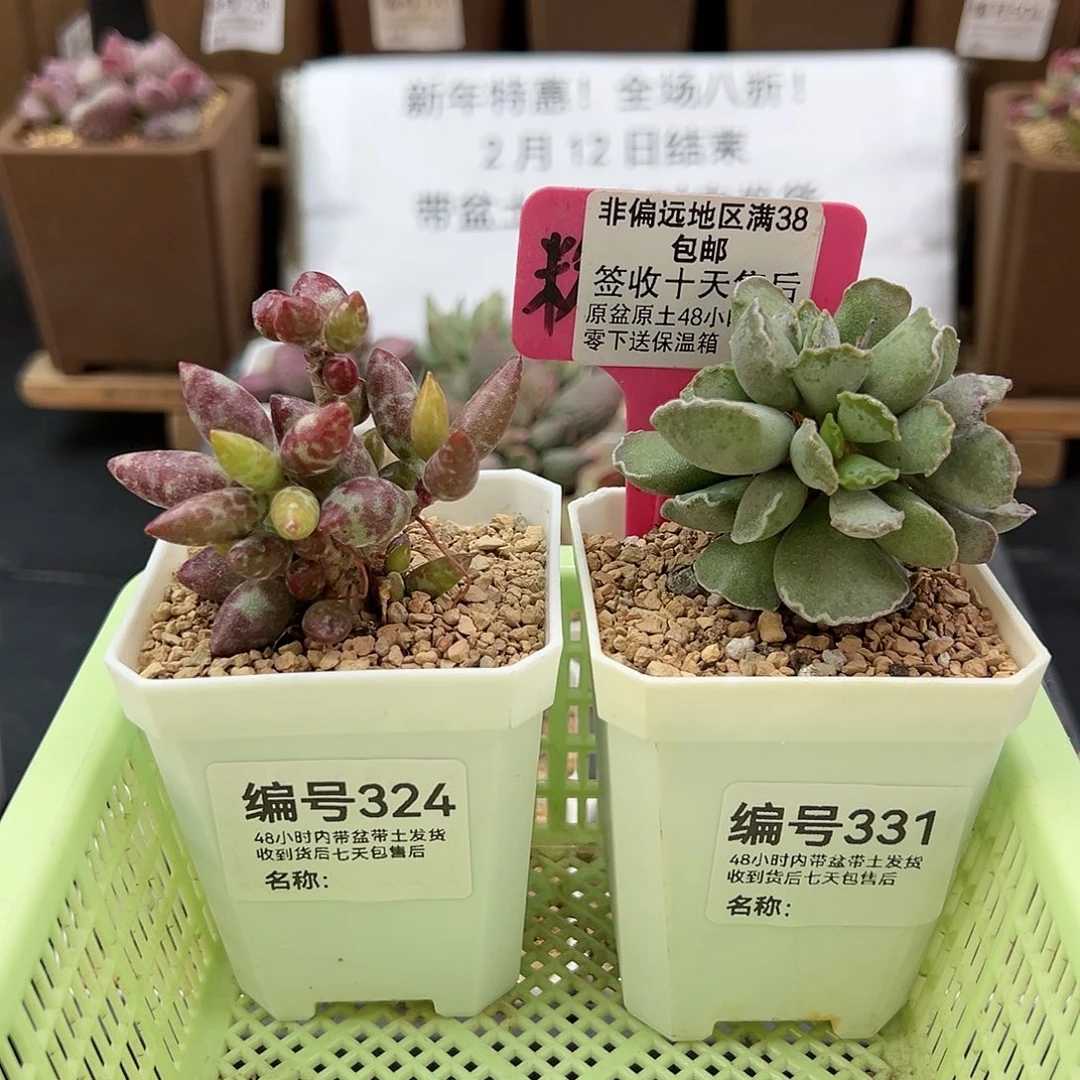 324梅花鹿毛库博多肉