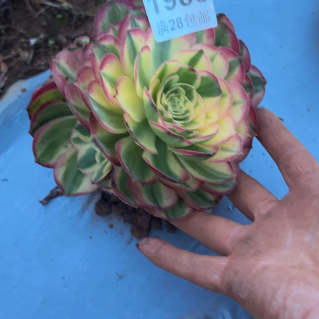 多肉植物1988脱土