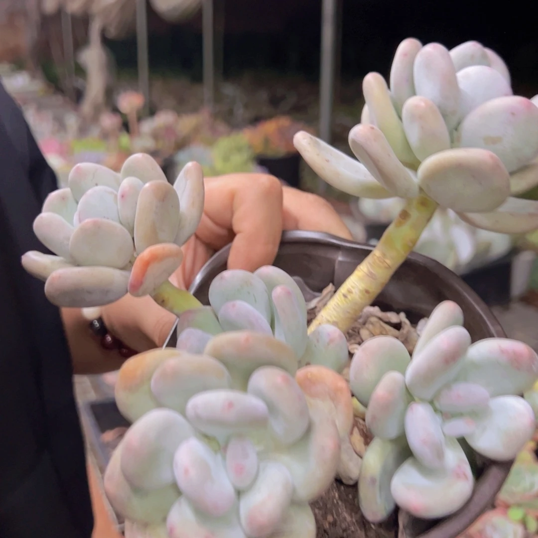 奶酪三头起发老桩