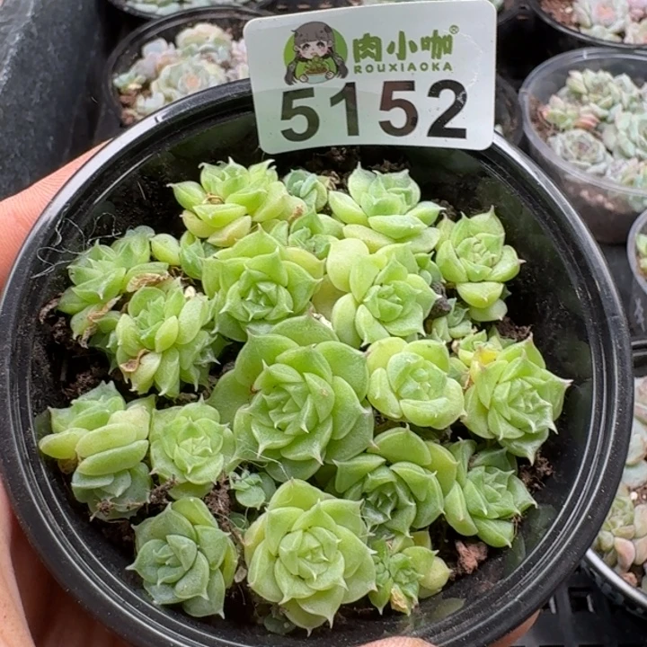 多肉植物多肉植物