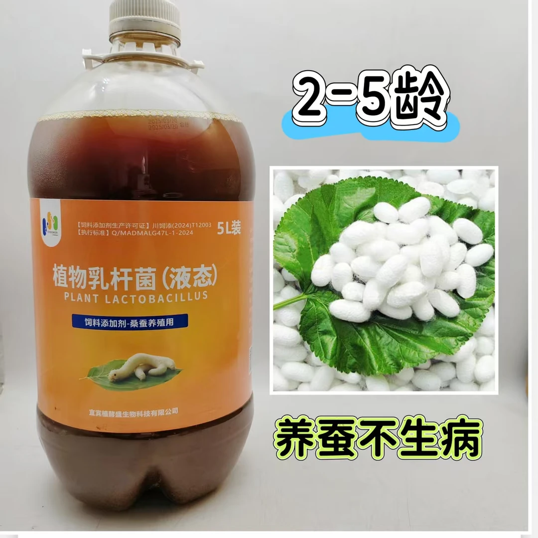 植物乳杆菌蚕宝大白厚