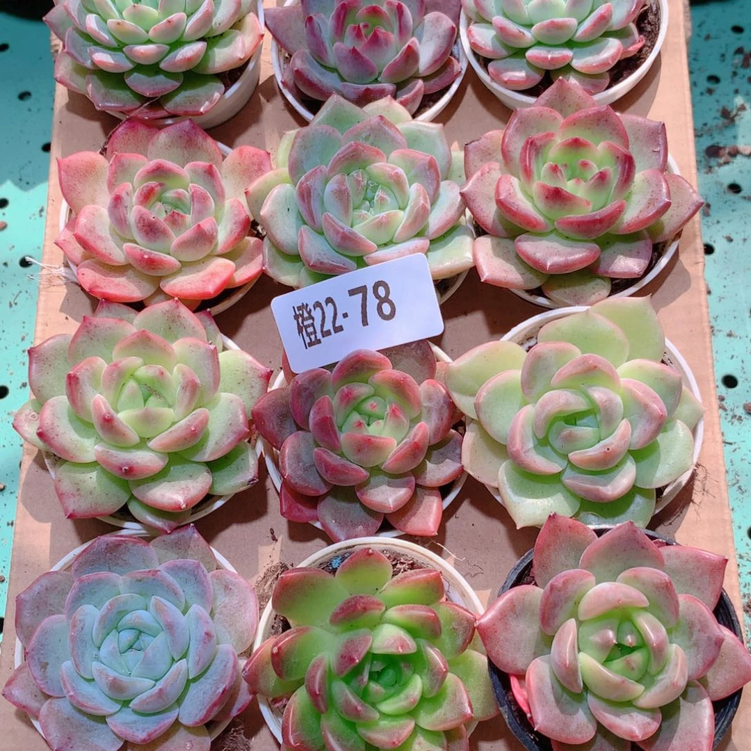 22-78一物一拍多肉带盆18颗