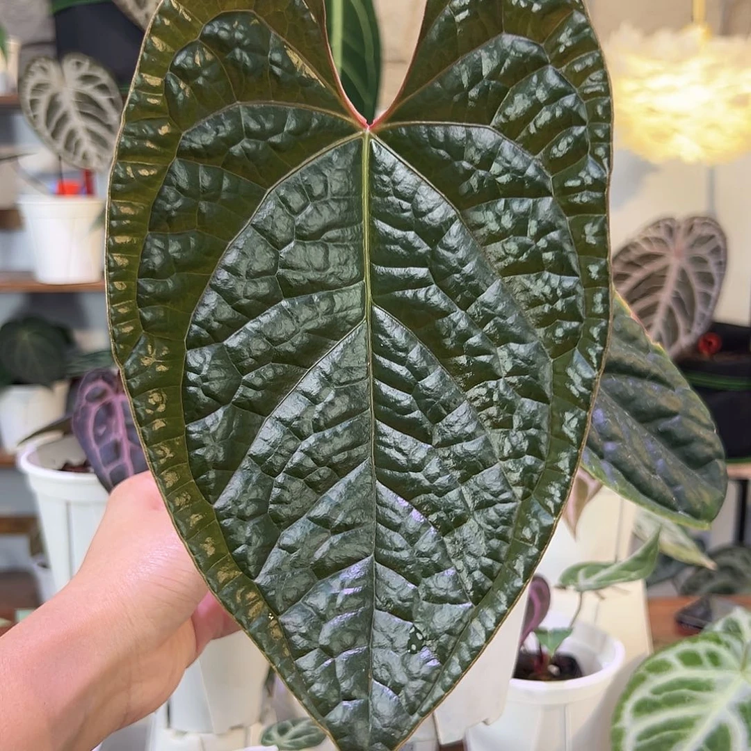 无花朵原种黑奢侧芽W185