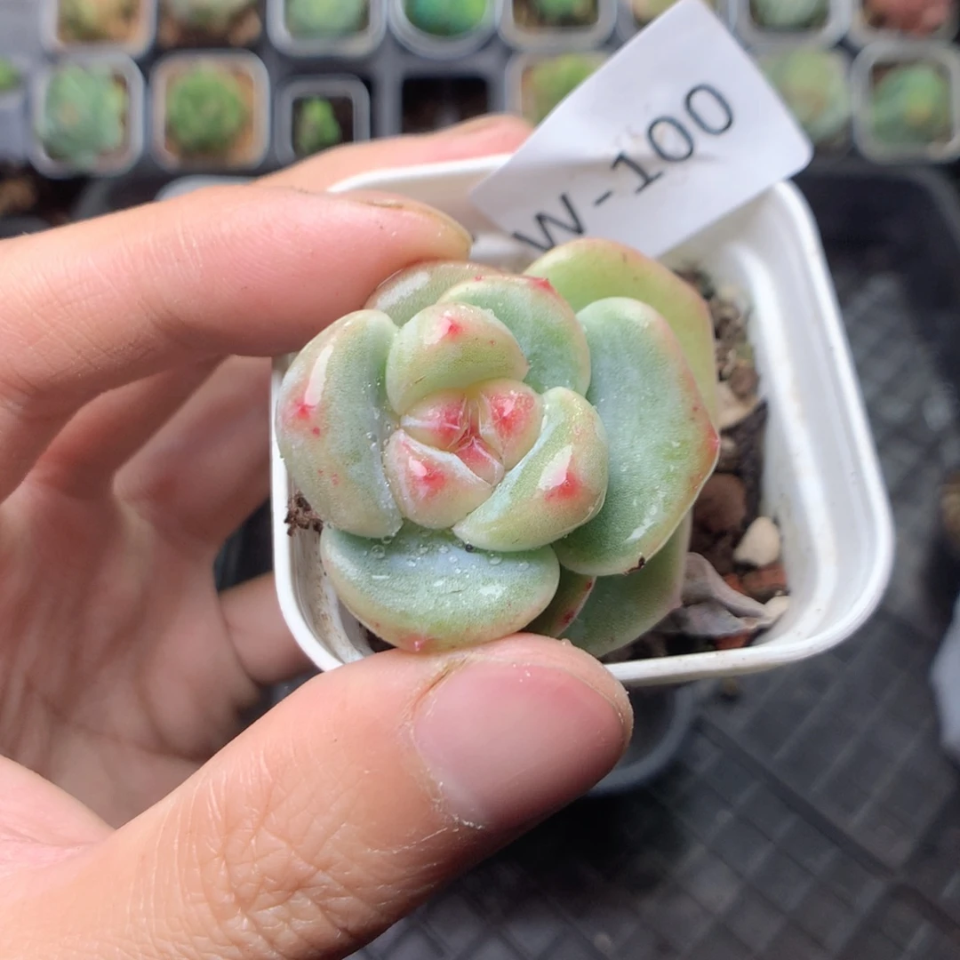 无花朵W100英语英语英语英语