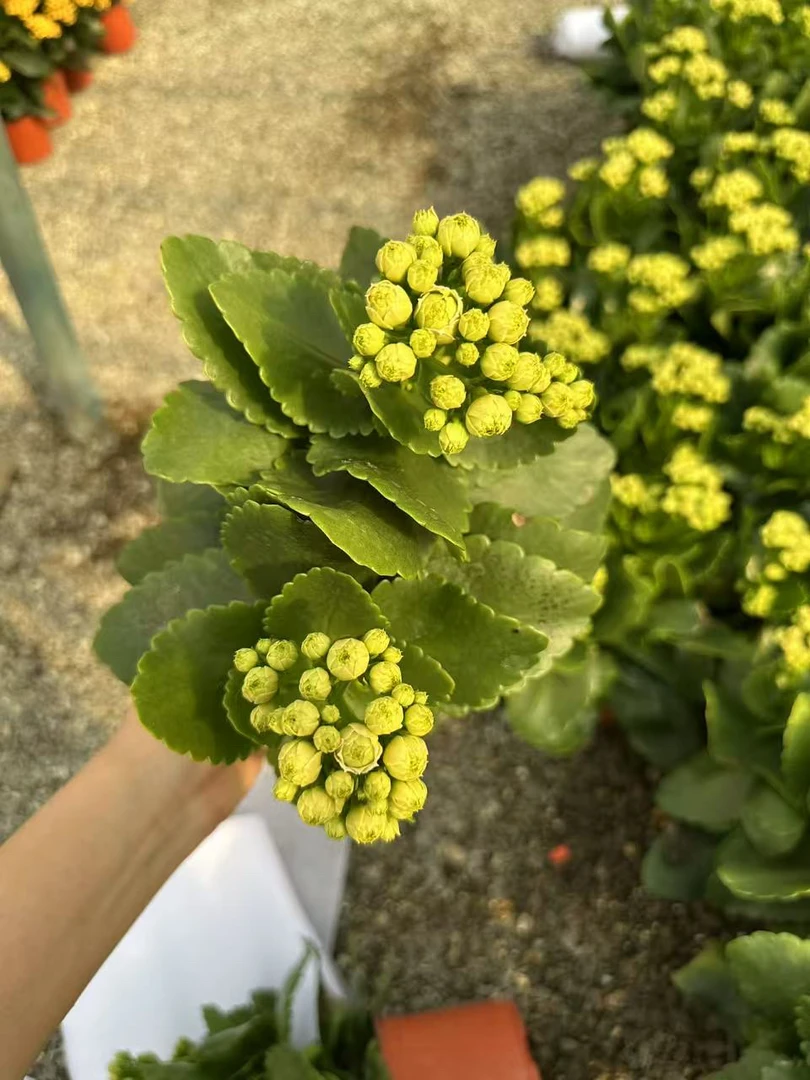 精品（绿巴黎）长寿花