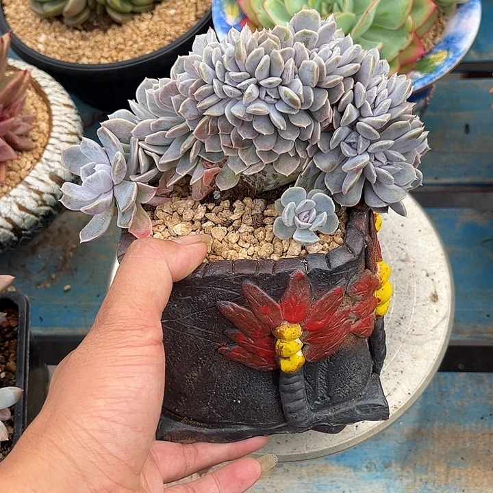 多肉植物一物一拍
