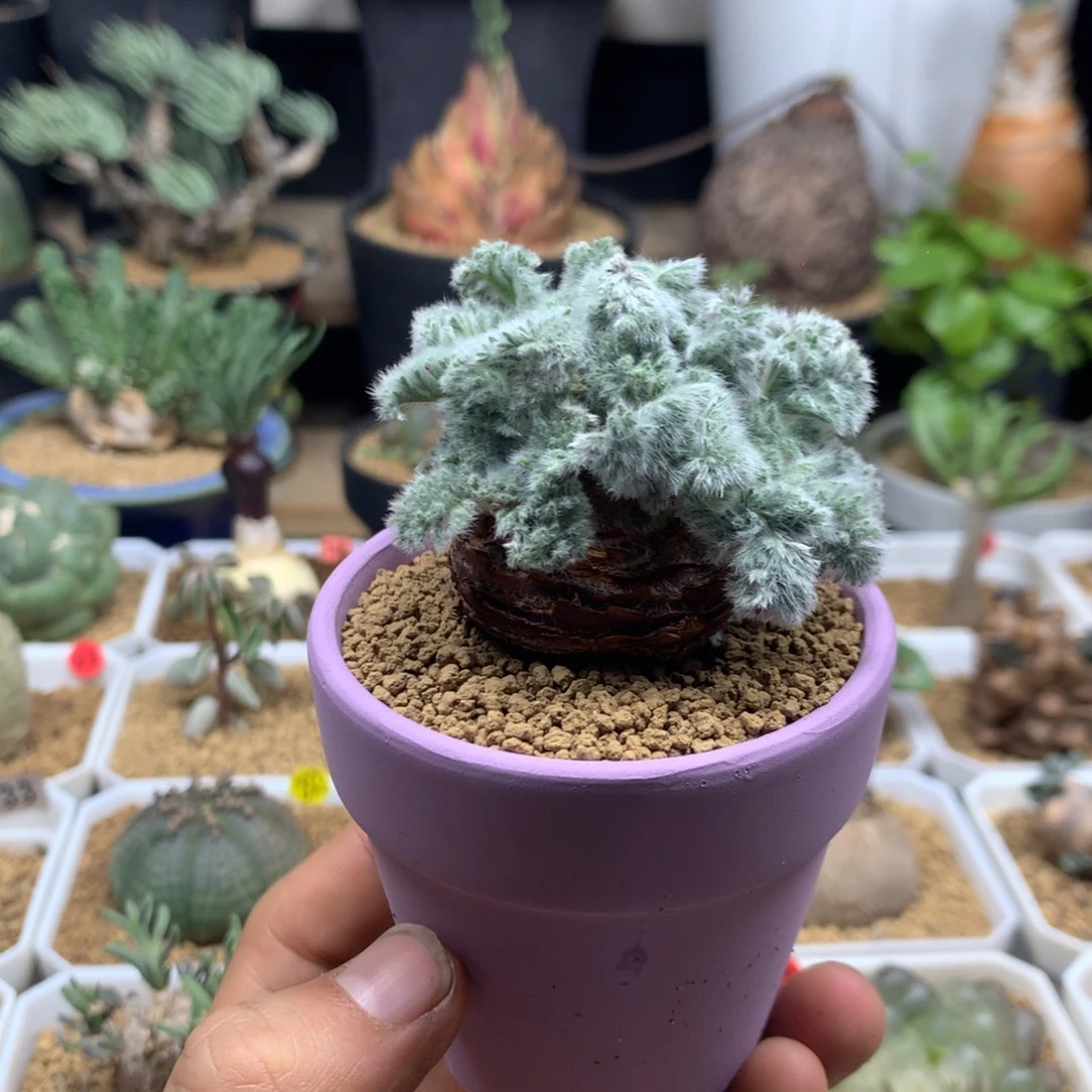 羽叶杨葵母本带盆