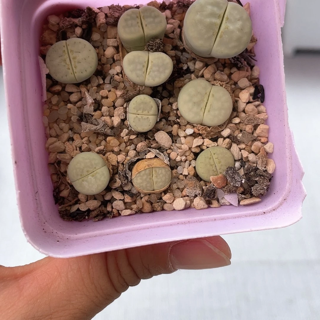 5292大棚清仓甩卖了