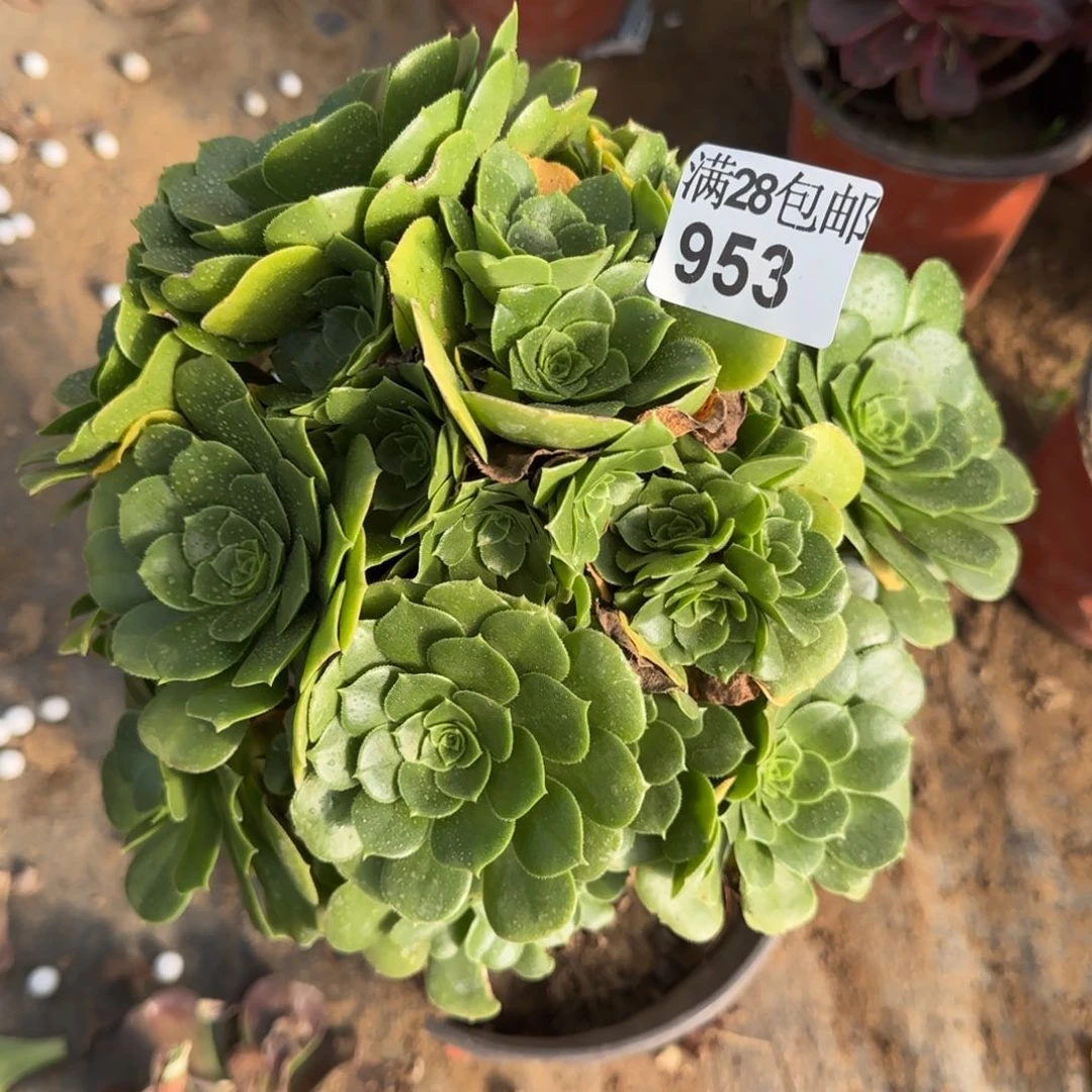 绿羊绒多肉953满28包邮断枝不包