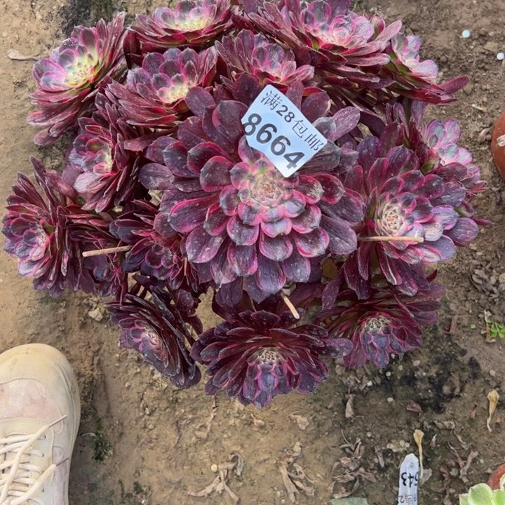 8664紫牡丹多肉植物