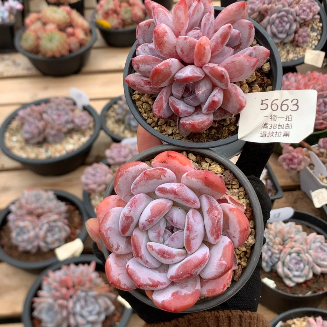 四头单头粉星影 两颗 5663