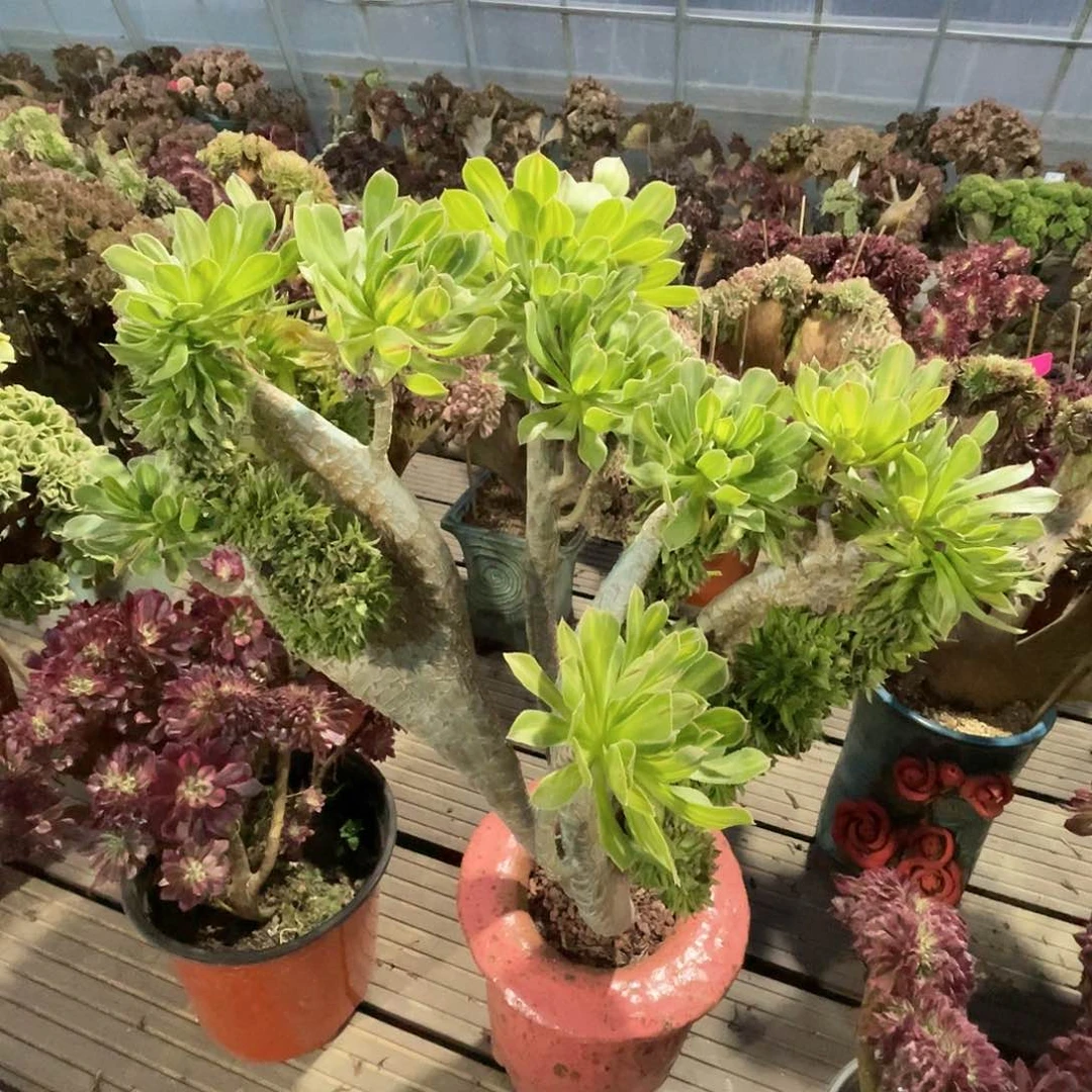 【闪购商品】无花朵碧螺春