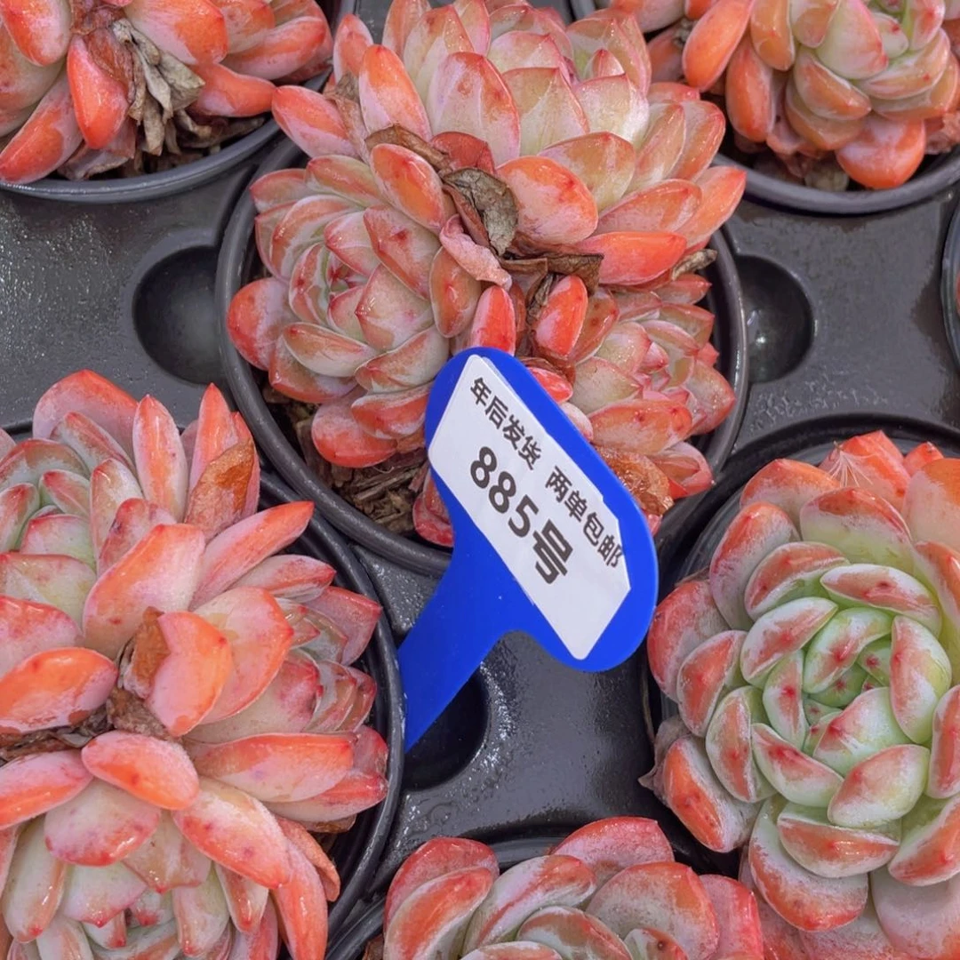 885号韩版全明星大群生一个