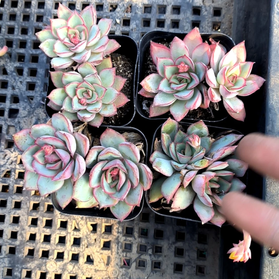 满6元包邮，月光女神双头方盆