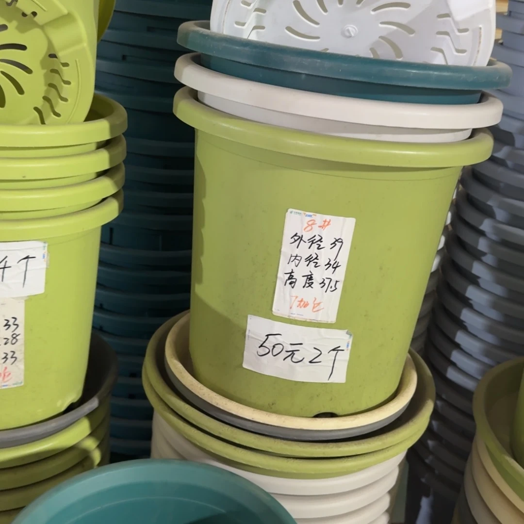 四季8#口径39无拖果绿3个