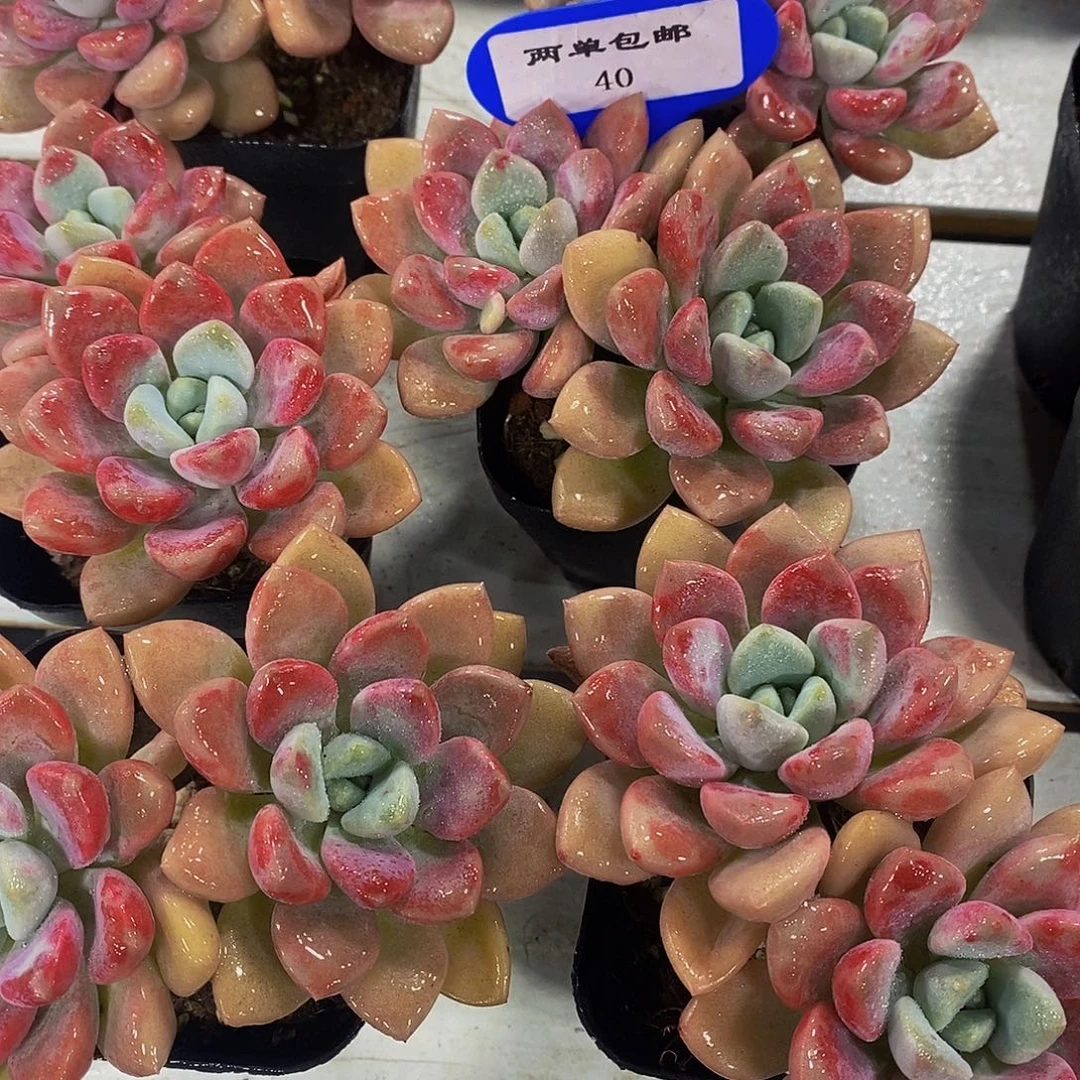 40-Z精品老桩花斑露双头一个