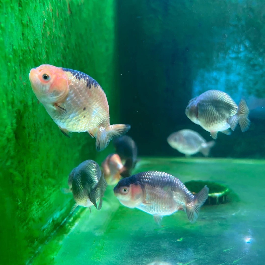 国潮金鱼 精品兰寿鱼苗 金鱼鱼苗 （不含包装费，顺丰空运到付）