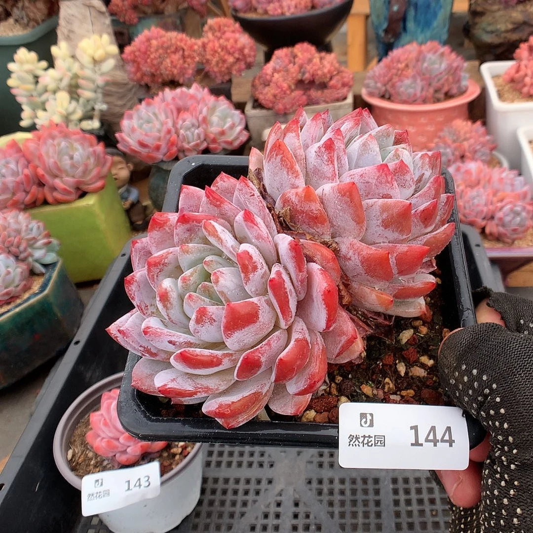 144梦露多肉植物666