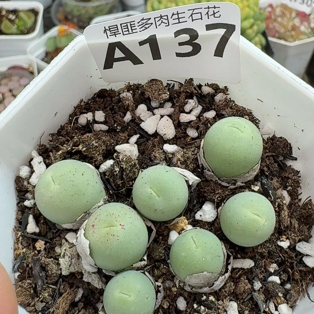 37多肉植物多肉植物