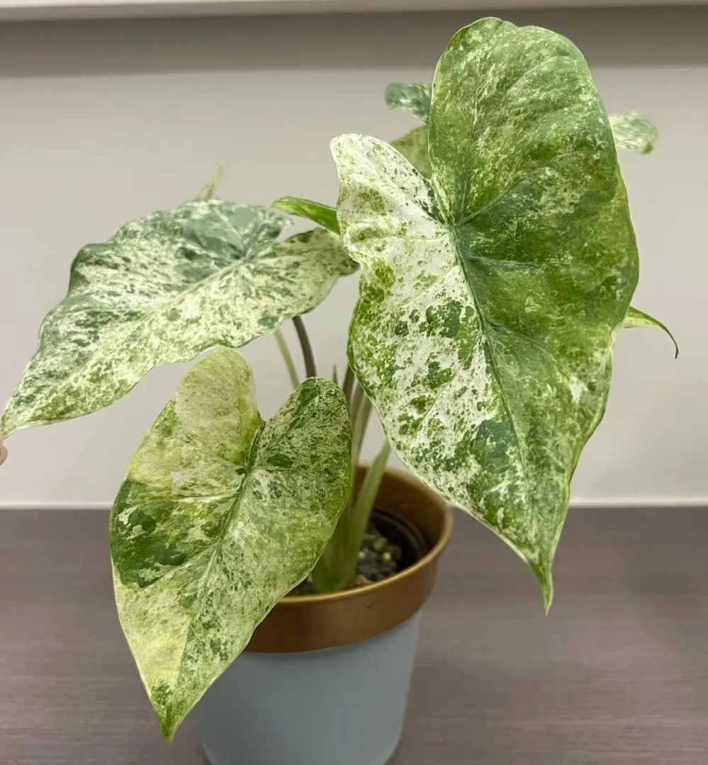 【松染海芋】室内净化空气绿植盆栽好养