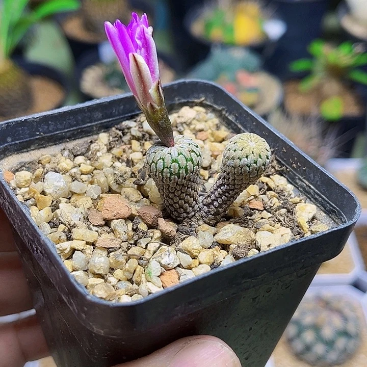 浓赤花精巧殿实生双头