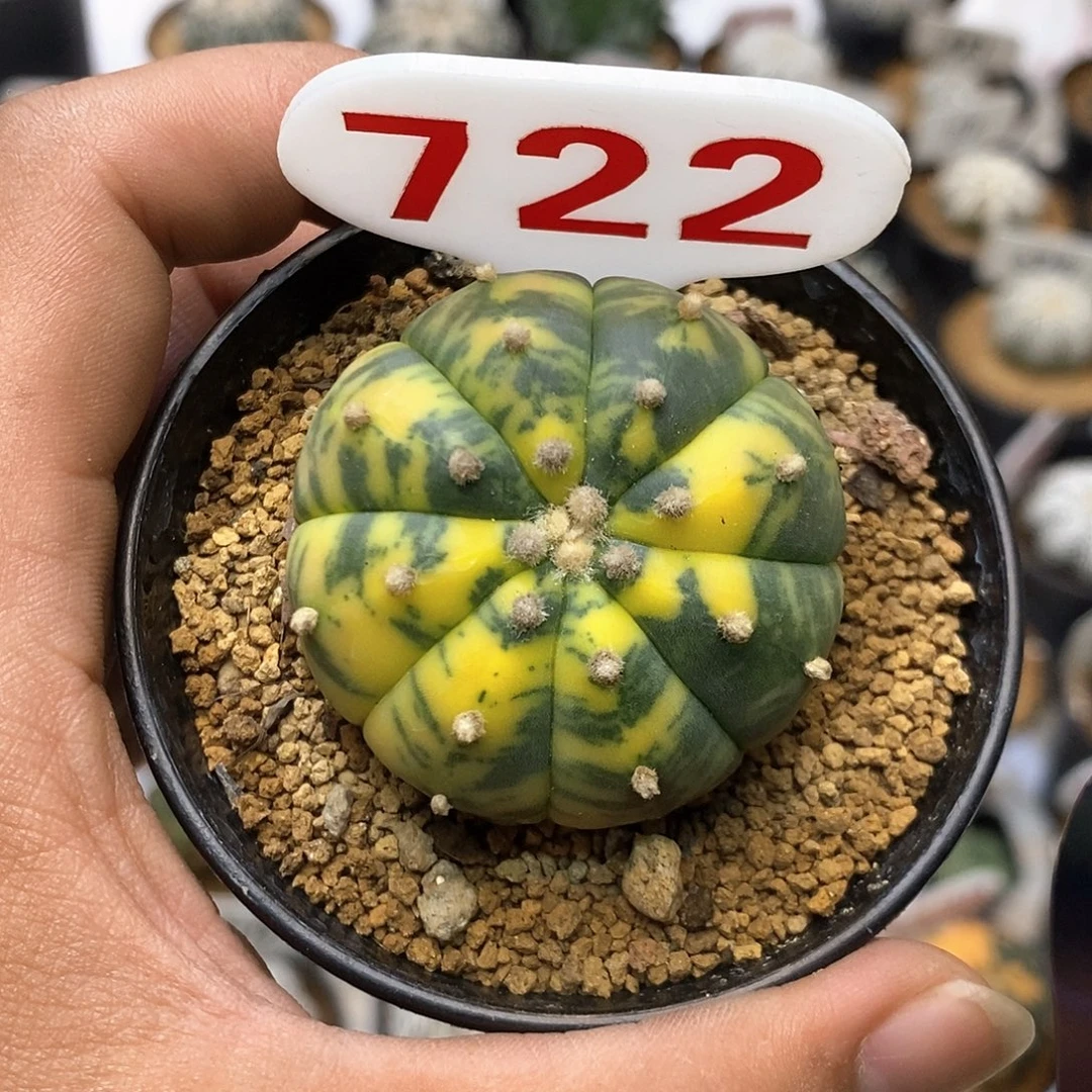 722福利特价来了啦