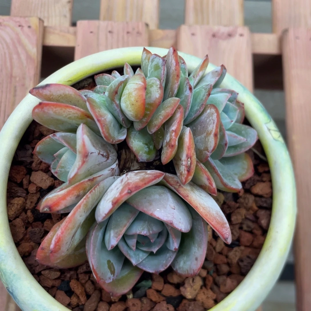 布鲁蓝缀化老桩无砍