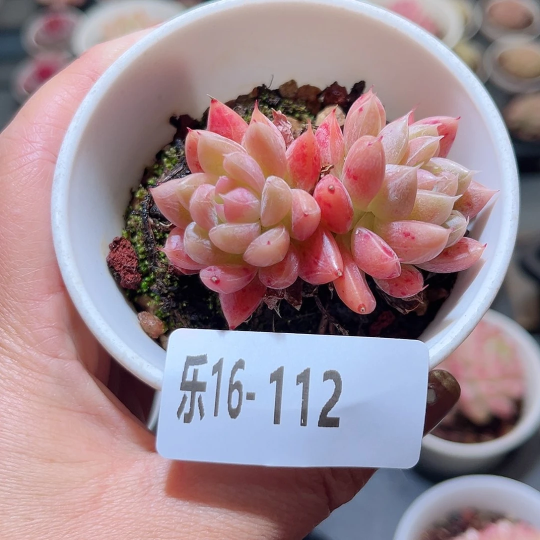 乐16-112 银河系双头