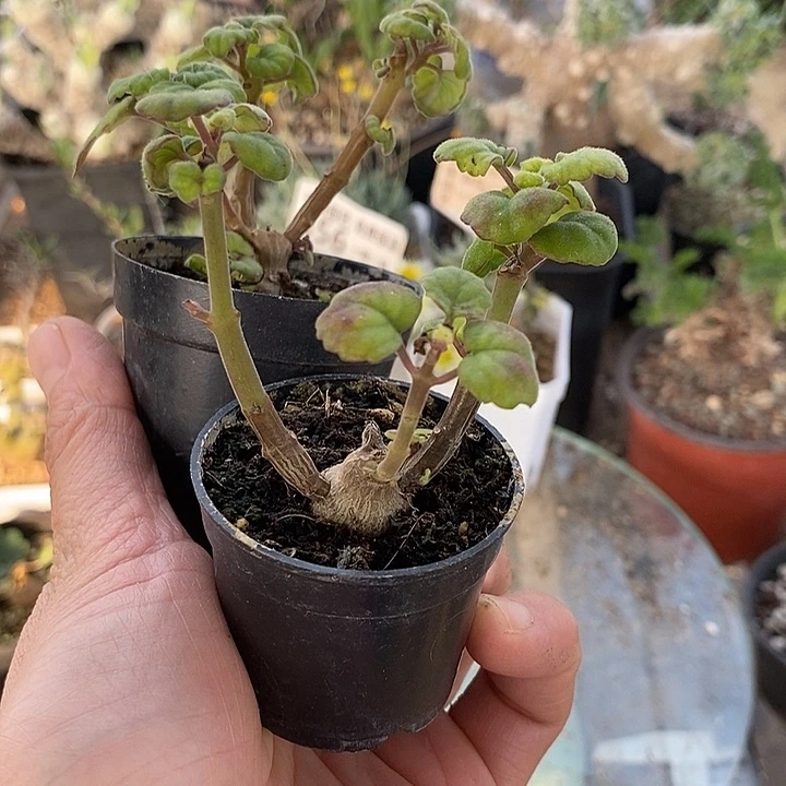 858爱是延命草带盆一一一一